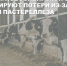 Фермерам Новосибирской области компенсируют потери из-за вспышки пастереллеза - Купинский район